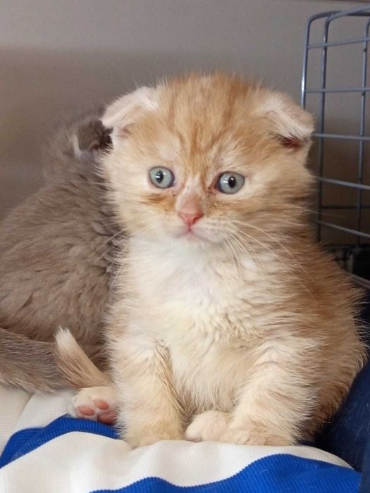 Шотландско клепоухо котенце