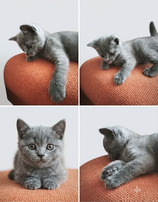 Малко британско котенце