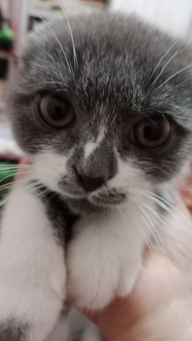Мушук скоттиш фолд кз бола