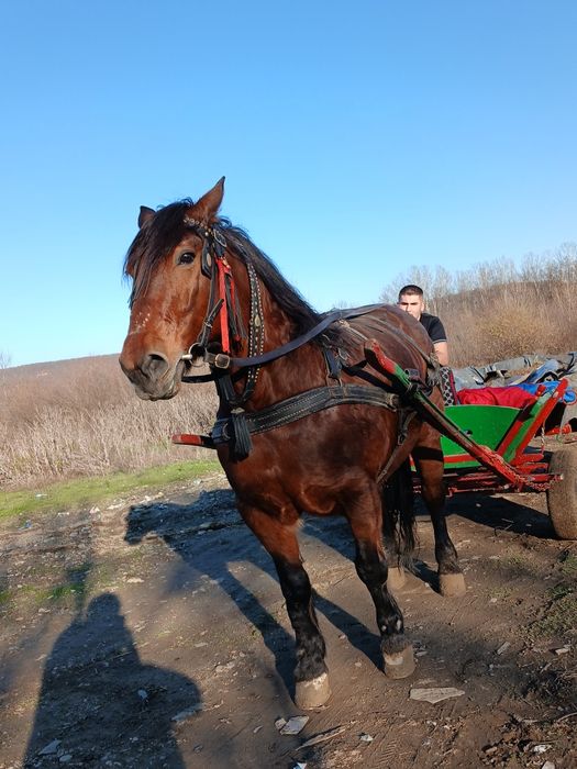 Se vinde iapa in vârsta de 8 ani