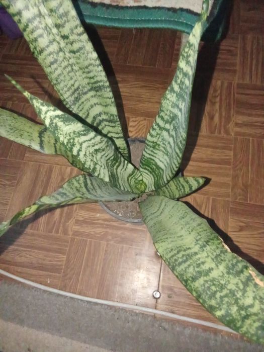 Продается Сансеверия