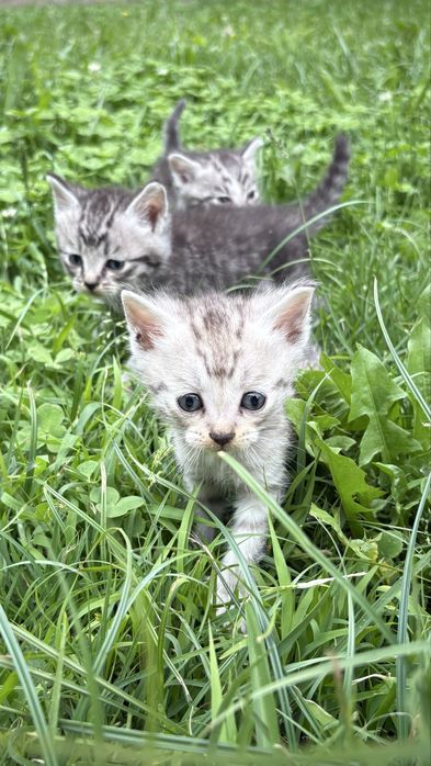 Котята мальчики и девочки в добрые руки