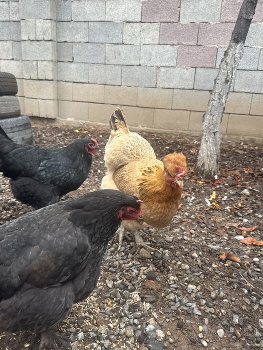 Животные , куры домашние ,