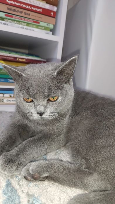 Scottish straight 6 oylik