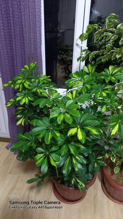 Офис гуллари сотилади