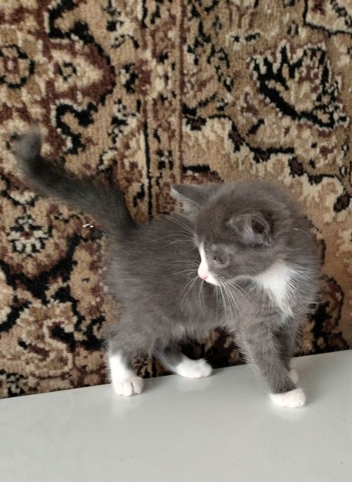 Кошка с котятами