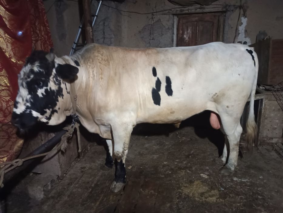Buaq sotiladi buqa