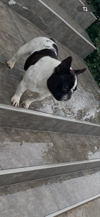Vand buldog francez femela cu pedigree din parinti campioni