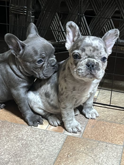 Французские бульдоги роскошных окрасов