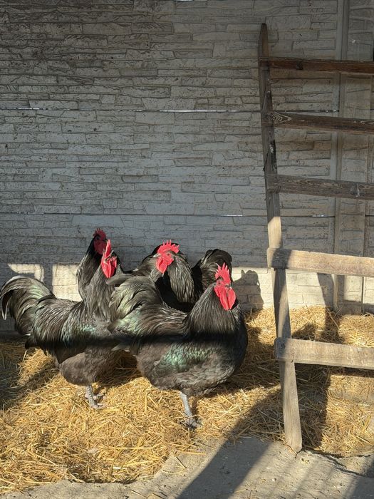 Vand cocosi Australorp - 2025