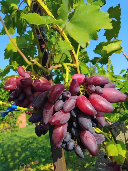 Vita de vie soiuri pentru boltă