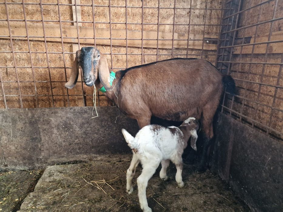 De vânzare capre alpina franceza