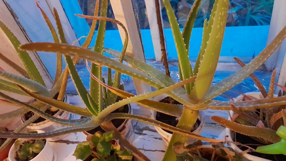 Продам Алоэ трёхлетний