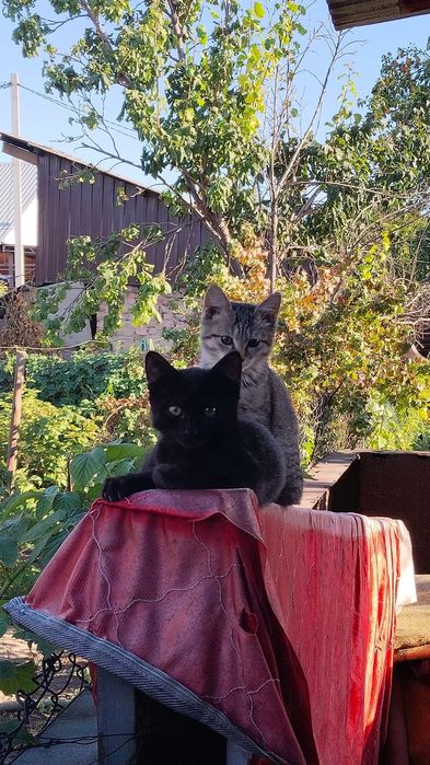 Отдам даром котят