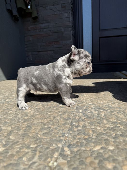 Bulldog francez