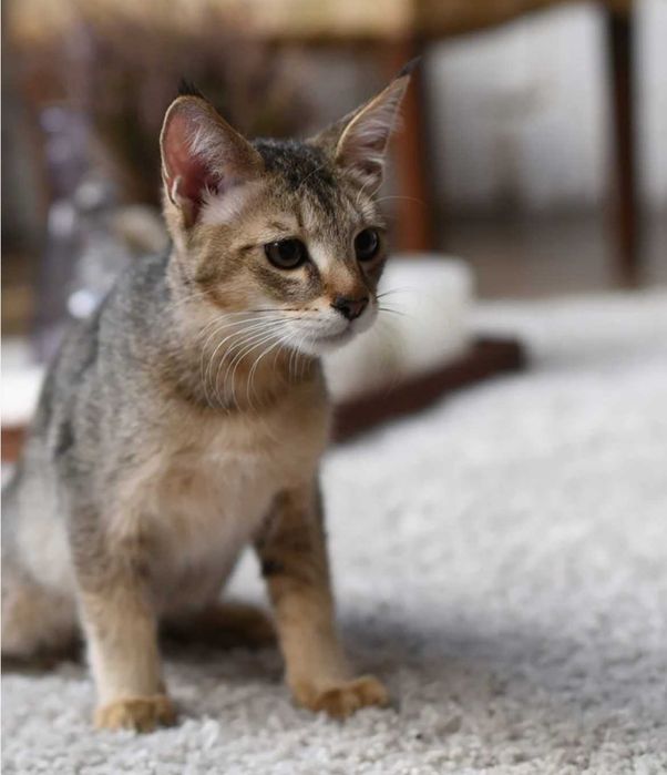 Котята чаузи цена фото Котята чаузи цена фото