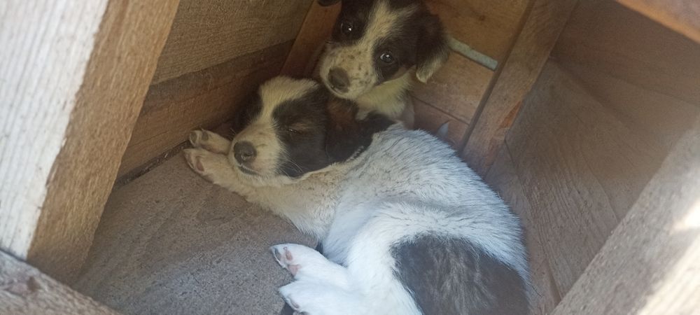 Отдам в добрые и хорошие руки