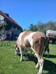 Schimb vacă Ucraina