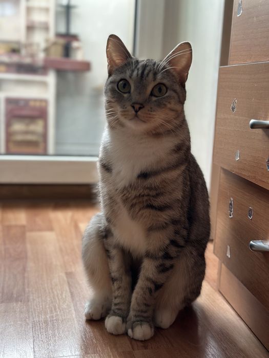 Отдам кота в добрые руки