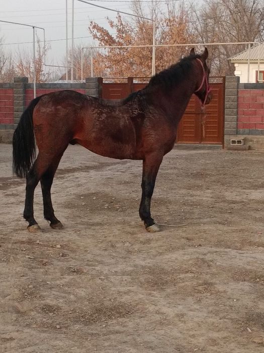 Буаз биелер сатылады жылкы