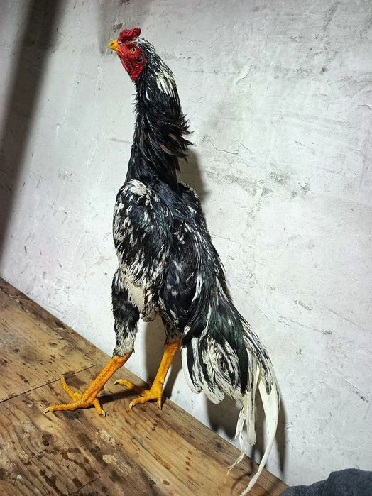 Турк Жужа тозза кон мрамор сотилади