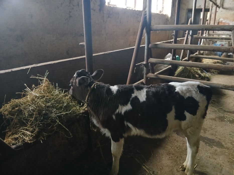 Свободно женско теле пред отбиване порода холщайн