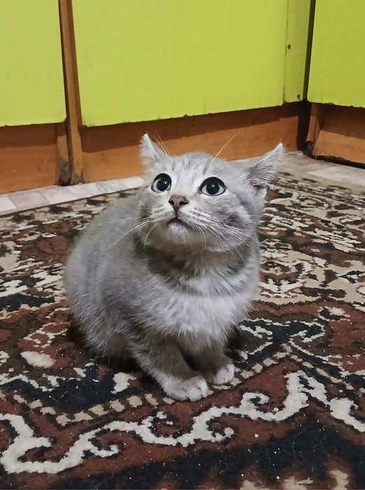 Отдам в добрые руки