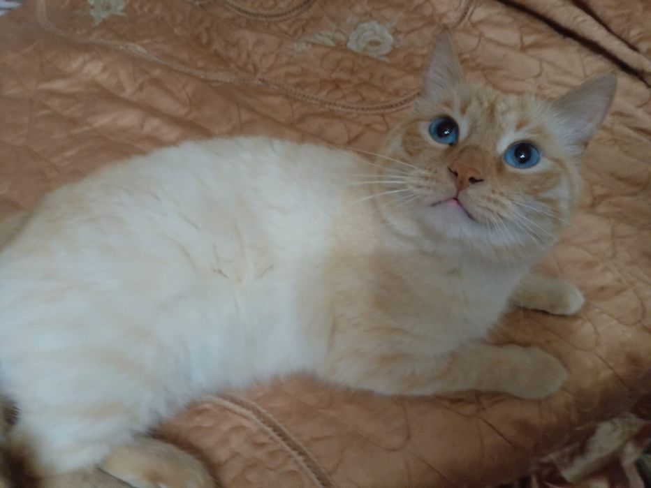 Отдам котов в добрые руки