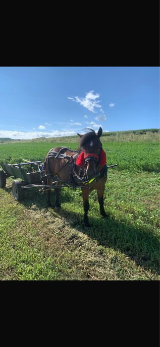 Iapa de 4 ani cu caruta