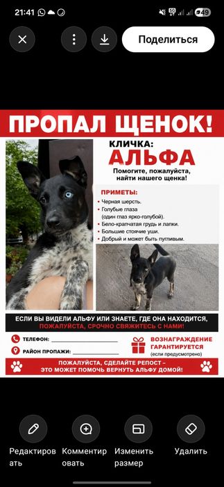 Если видели этого щенка пишите