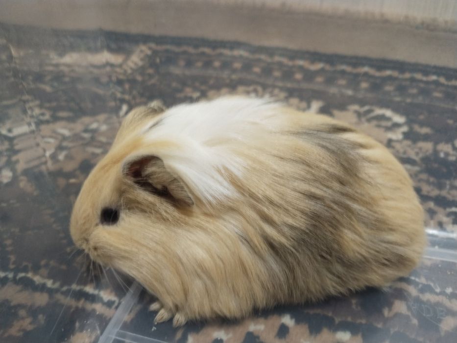 Морские свинки добродушный животные.