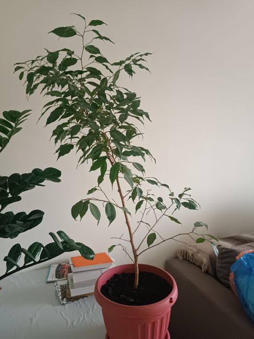 Комнатные растения