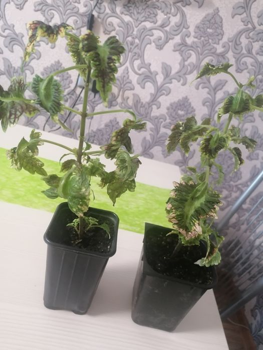 Комнатные цветы молодые