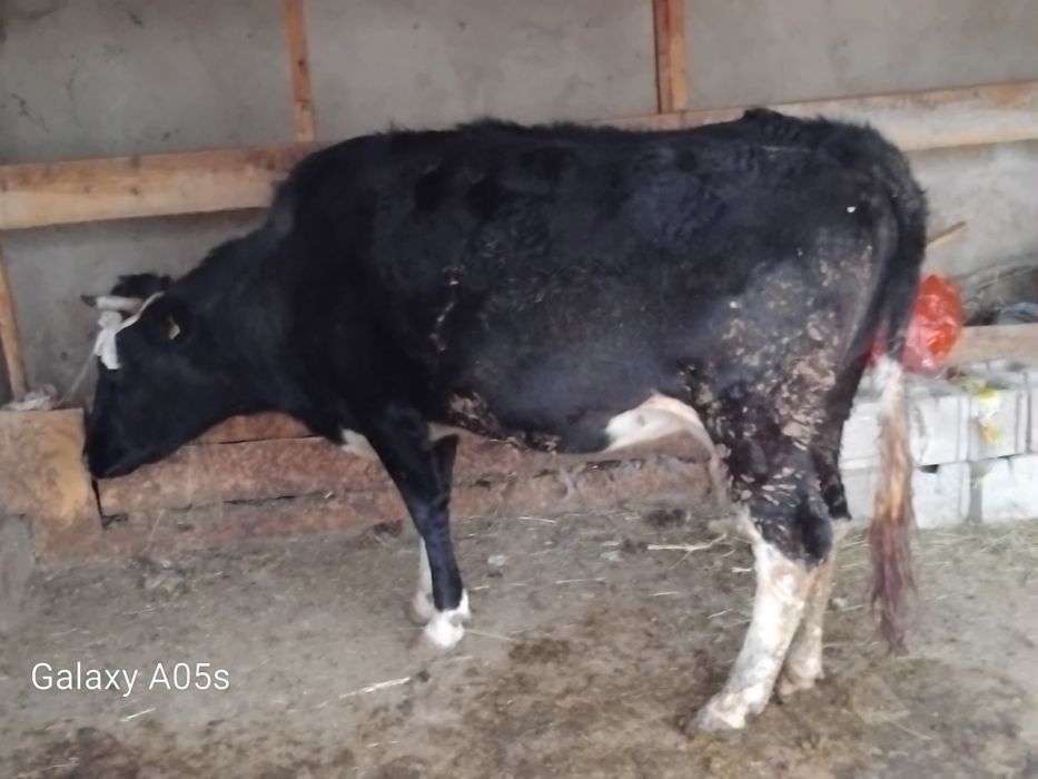 Буаз сиыр сатылады