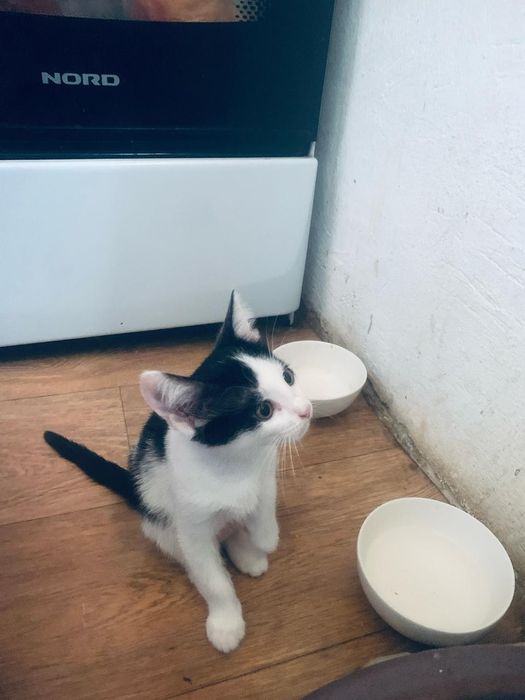 мысык бар тегын беремын