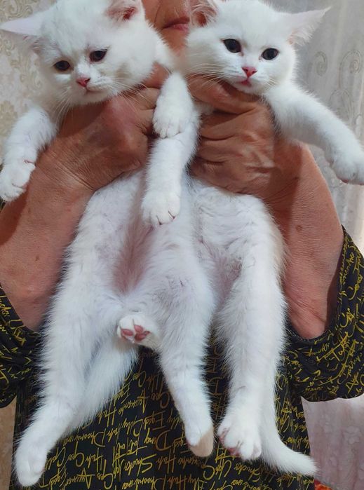 Котята в Ташкенте.