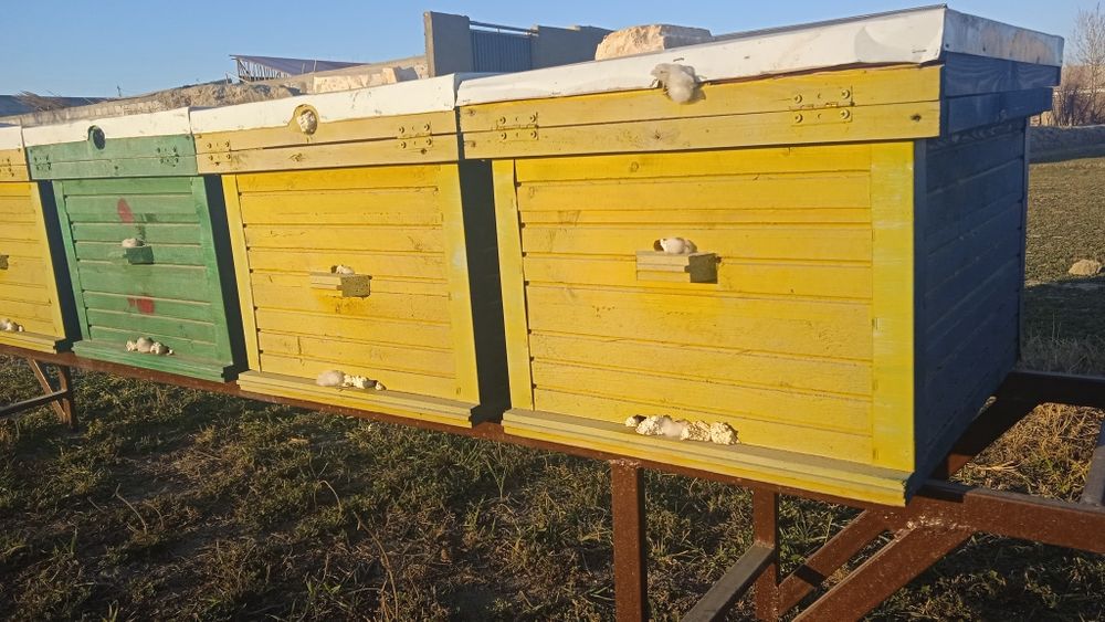 Asal ari oilasi sotiladi