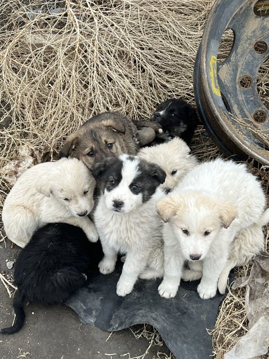 Продается щенки 1,5 месаца разного цвета