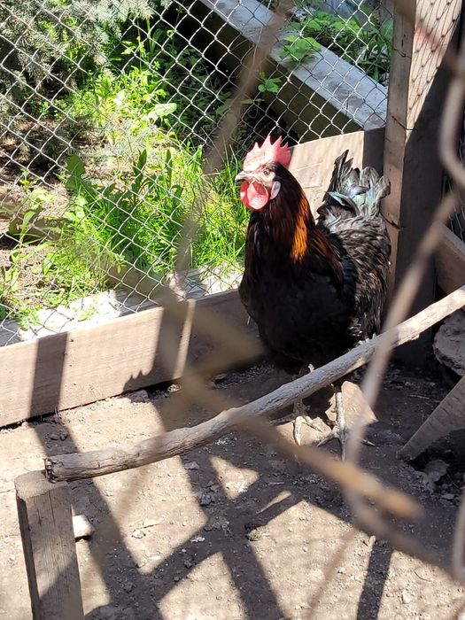 Продается петушок молодой