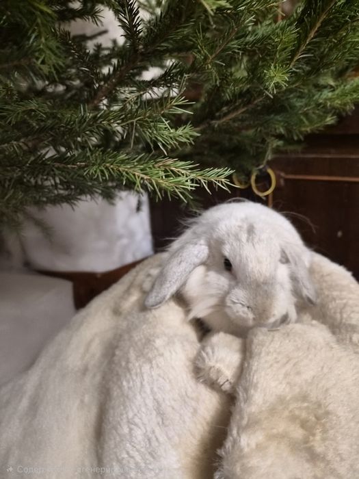 Продаю кролика белого