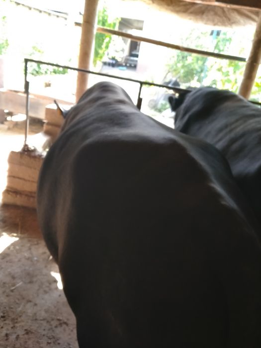 Бык на откорме 2 годовалый