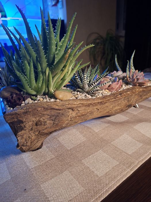 Мини градинка за вашият дом и офис.