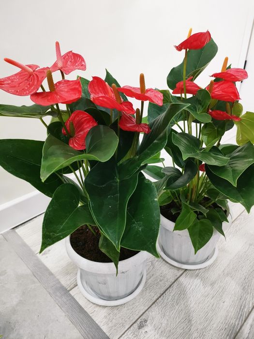 Комнатные цветы, доставка