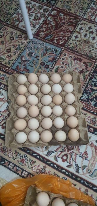 Яйцо Домашнее!!!