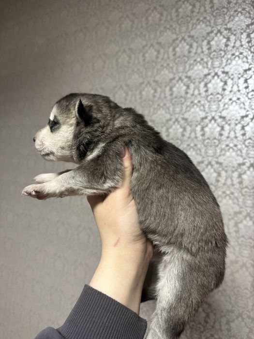 Щенки сибирского хаски