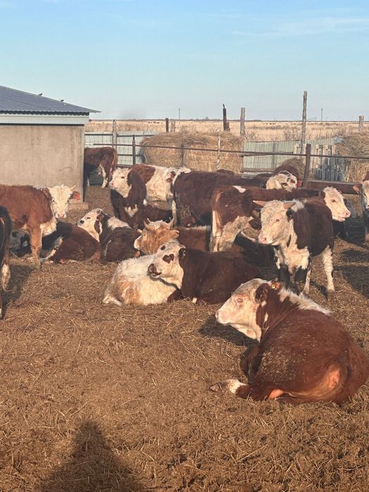 Букалар 85 бас акбас