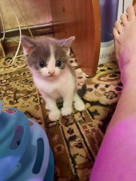 Продам милых котят.