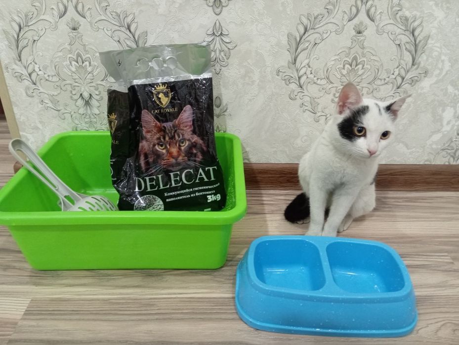 Мушук хадяга берилади