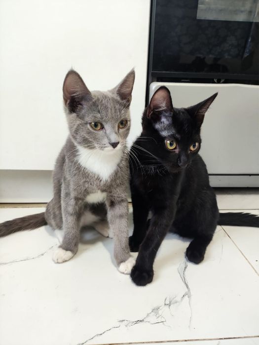 Котята 4 месяца (мальчики)