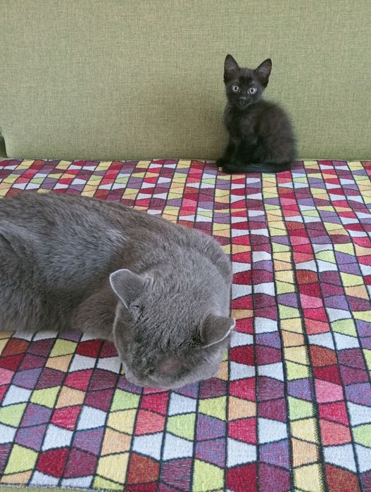 Ласковый котенок